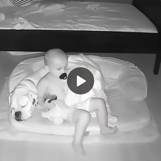 Heartwarming Scene Captured on Camera: A Toddler’s Midnight Adventure with His Beloved Pet Dog